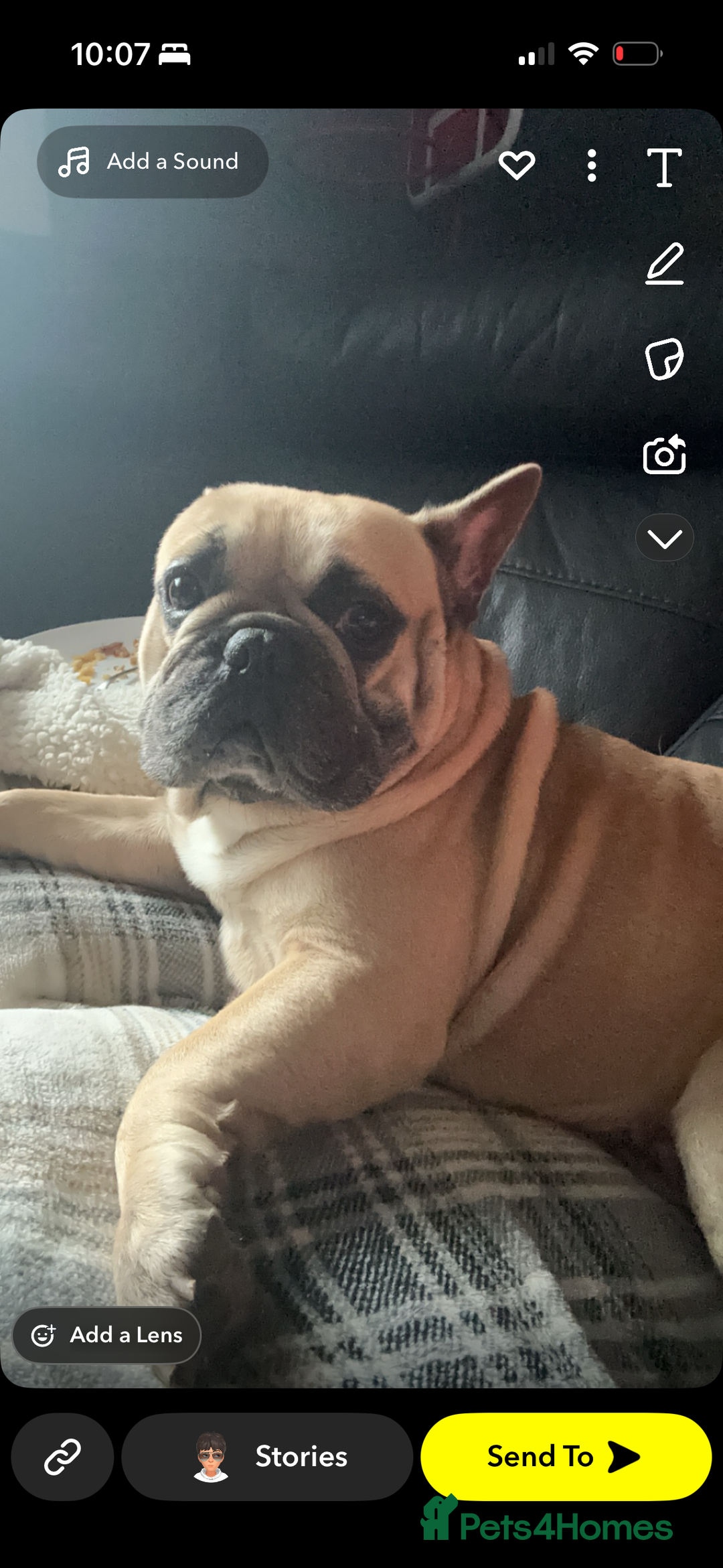 French Bulldog dogs for stud: Male french bulldog for stud. - Image 4