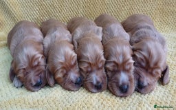 Cocker Spaniel dogs for sale: GOLDEN health tested show cocker spaniel pups - Image 10