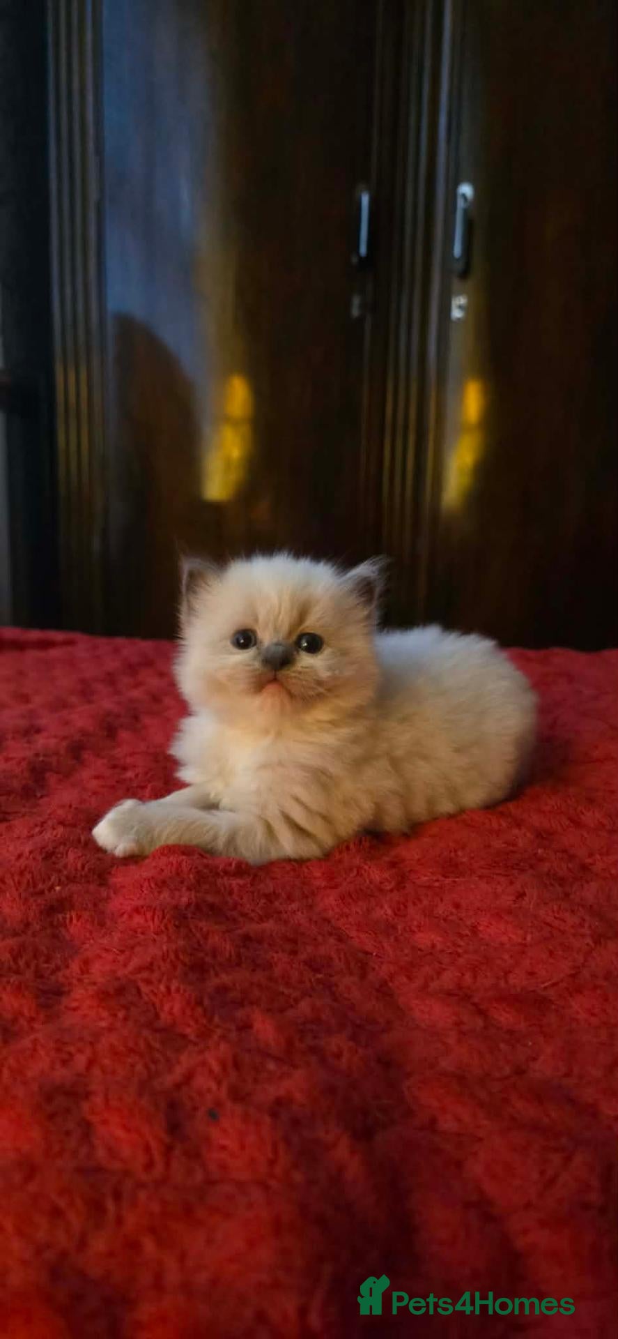 Ragdoll cats kittens - Advert 2