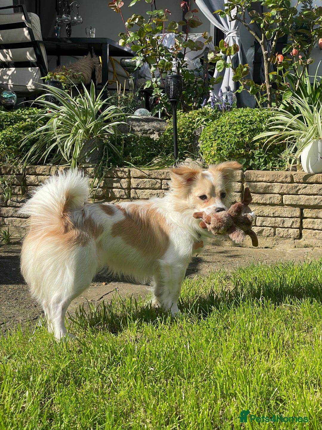 Mixed Breed dogs for stud: Stud available  - Image 2