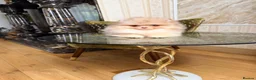 Pomeranian dogs for sale: Chocolate Merle Boy - Advert 37