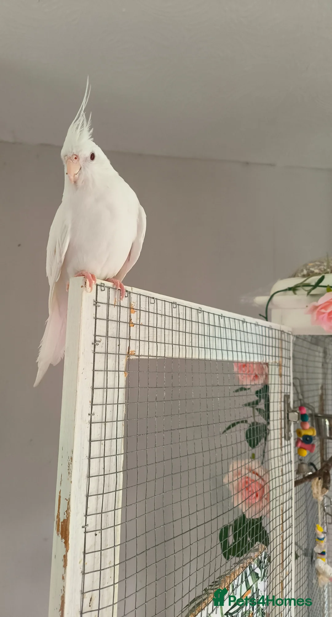 Cockatiels birds for sale: Winnie in Shrewsbury - Advert 2