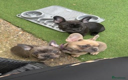 French Bulldog dogs for sale: Beautiful baby frenchies - Image 8