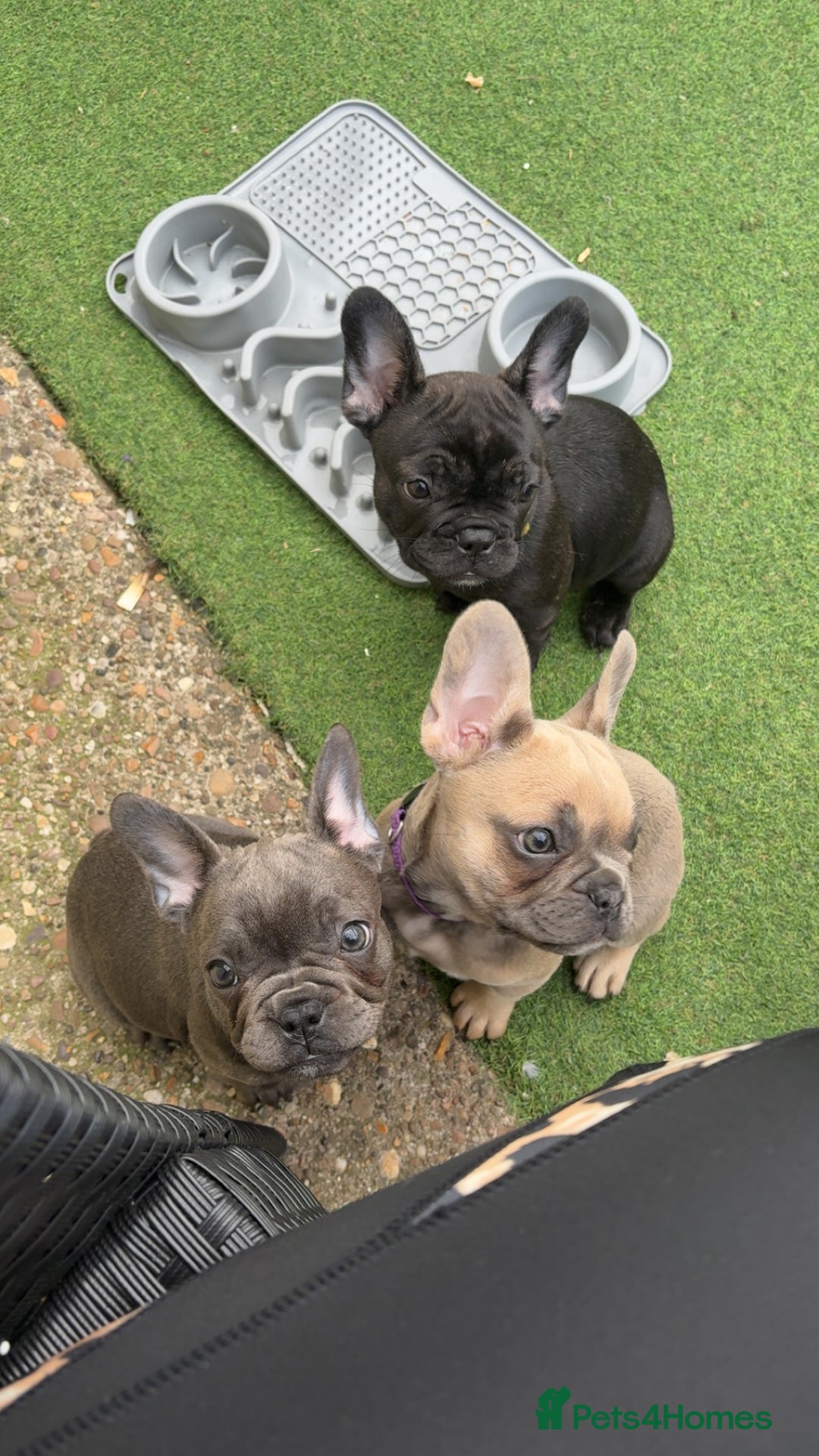 French Bulldog dogs for sale: Beautiful baby frenchies - Image 8