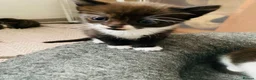 Mixed Breed cats for sale: Ready to meet your new best friend?  - Advert 3