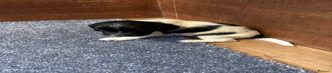  Puppy 6