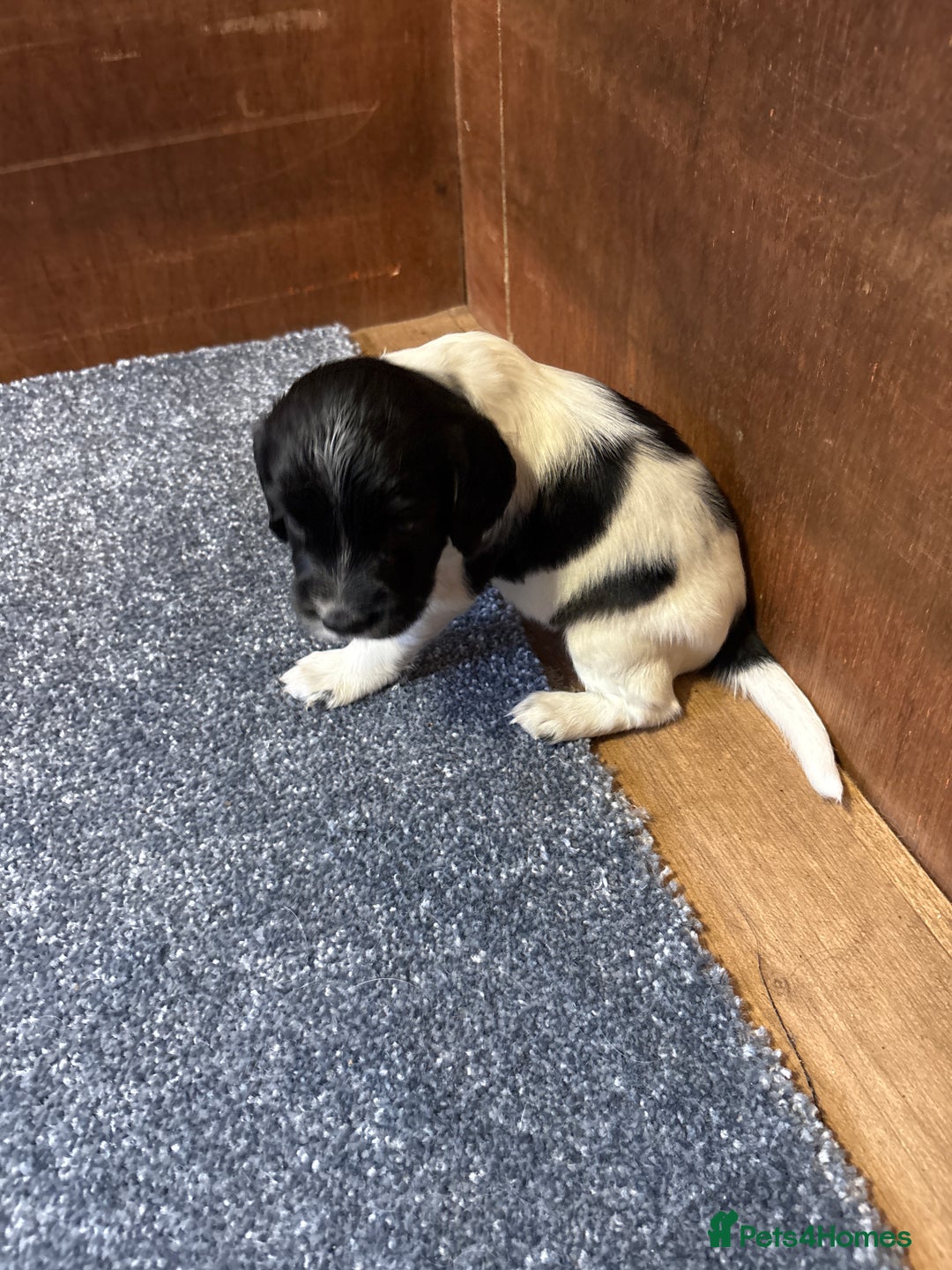 Sprocker dogs for sale: Beautiful Sprocker Spaniel puppies  - Image 14