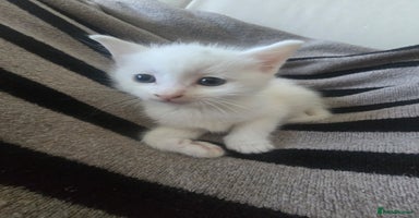 British Shorthair cats - Advert 8