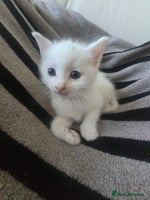 British Shorthair cats - Advert 1