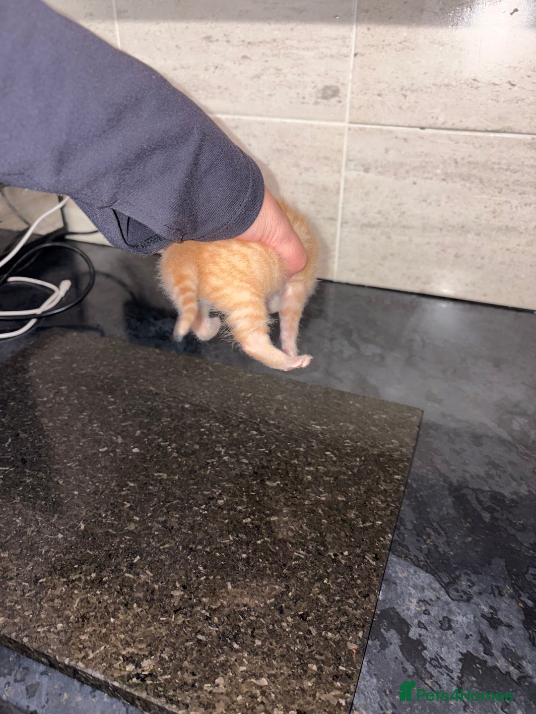 Bengal cats for sale: Bengal mixed Tabby - Advert 12