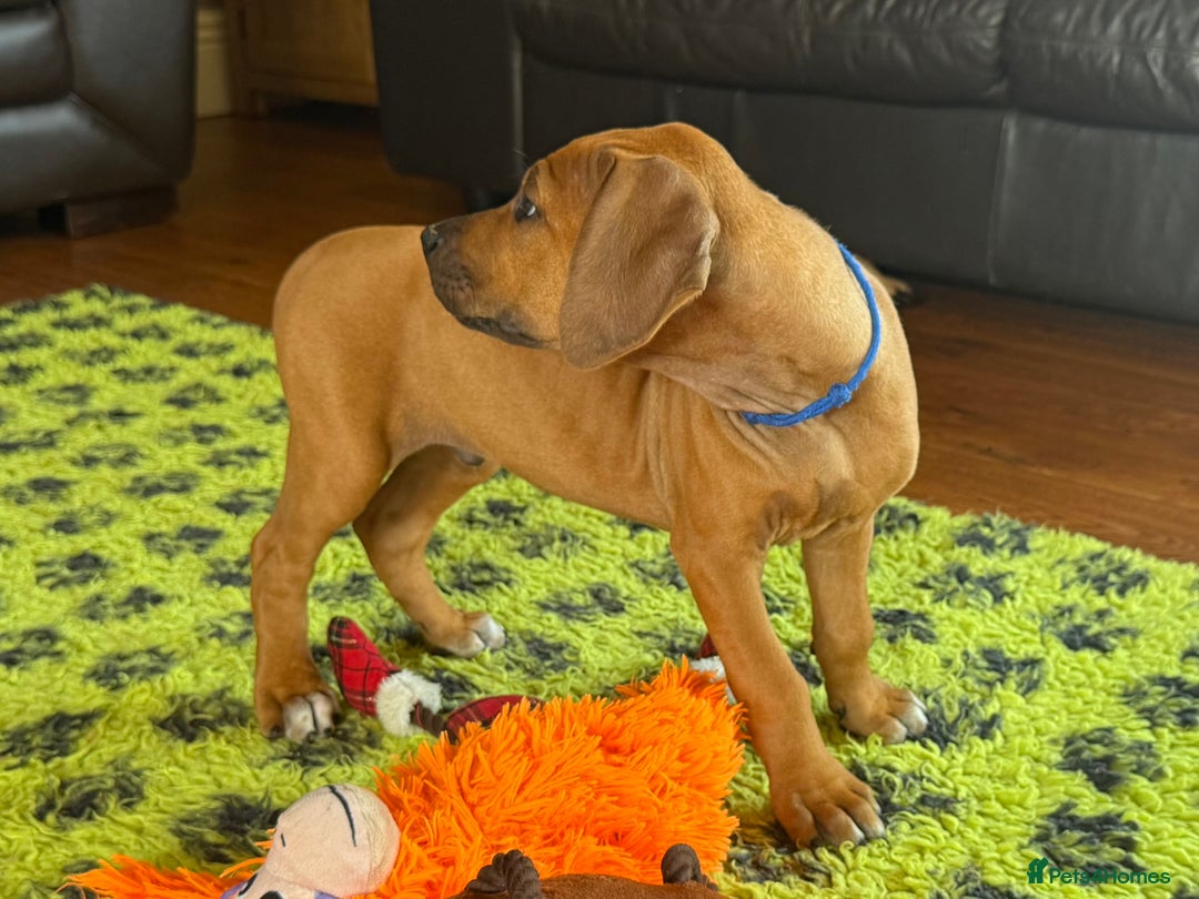 Rhodesian Ridgeback dogs for sale: Beautiful puppies from Health Tested Parents in Worksop - Image 27