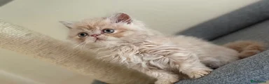 Persian Kitten 1