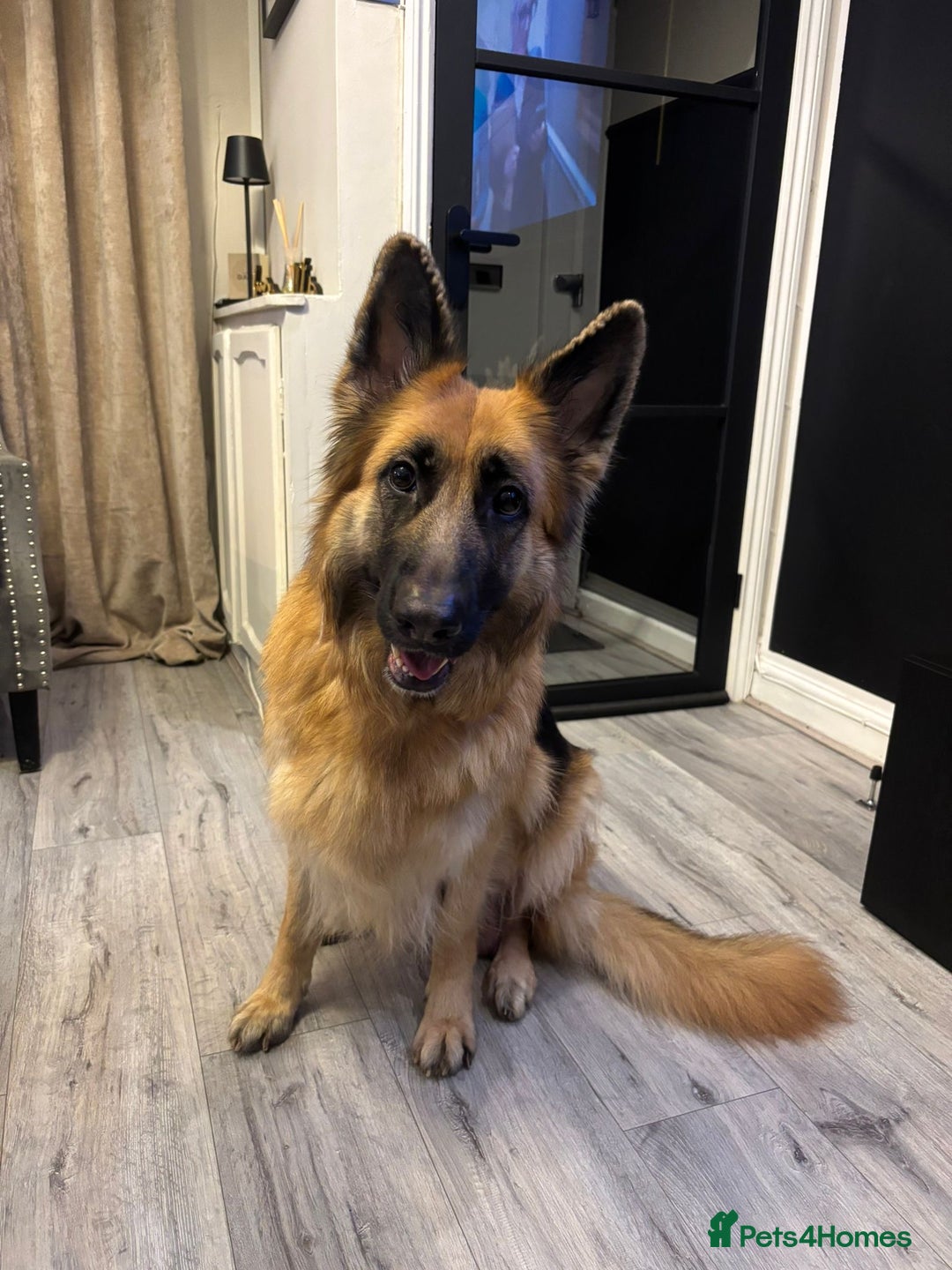 German Shepherd dogs for sale: German shepherd puppies Amber blood line  - Advert 21