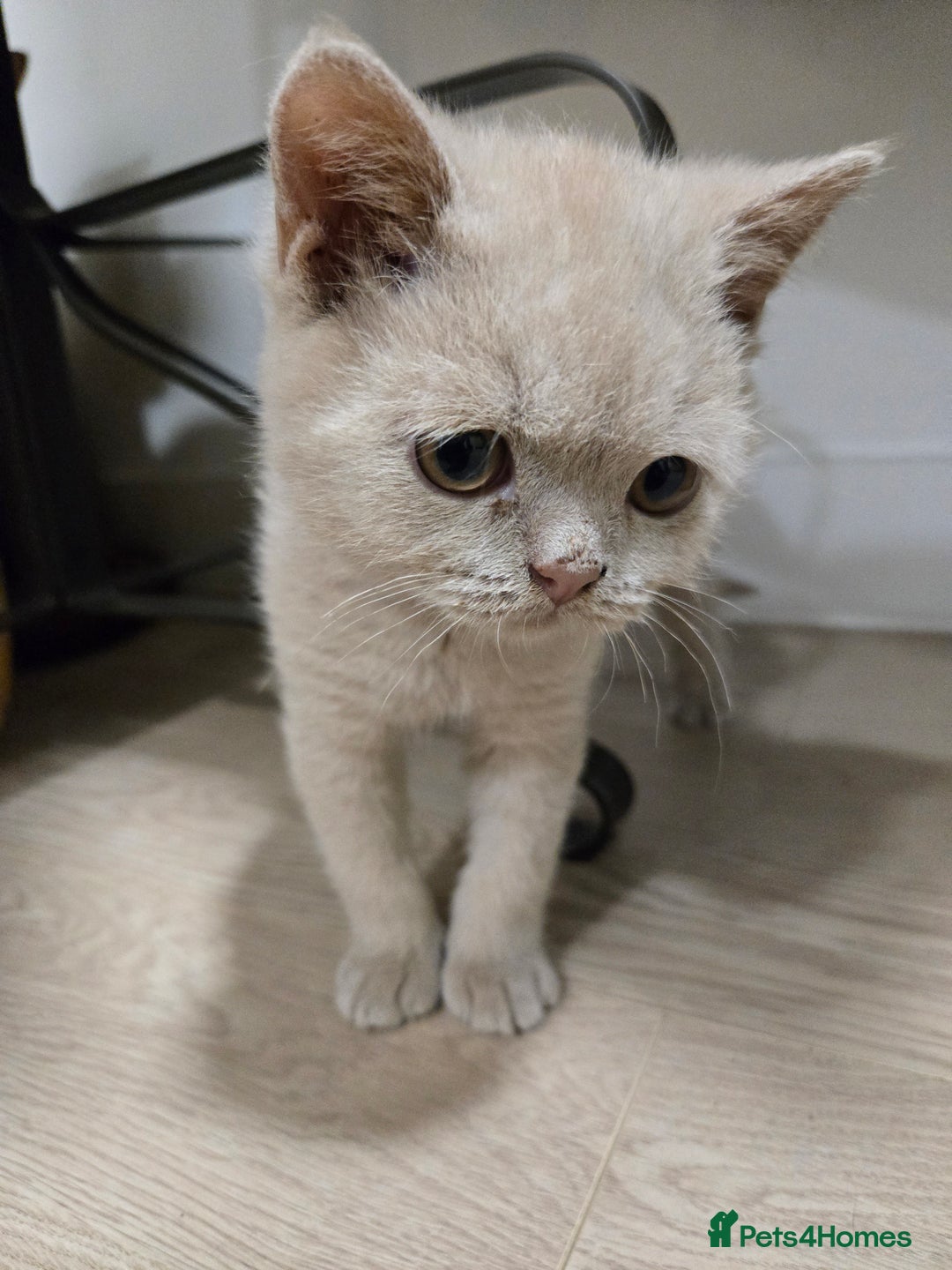 British Shorthair cats for sale: RARE Fawn British Shorthair Kitten £1000 - Advert 9