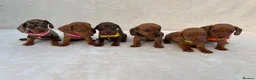 Miniature Dachshund dogs for sale: Dachshund puppies 3 boys 3 girls KC registered - Advert 3