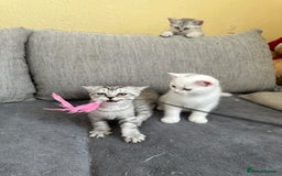 British Shorthair cats for sale: 5 Stunning British Shorthair - Image 35