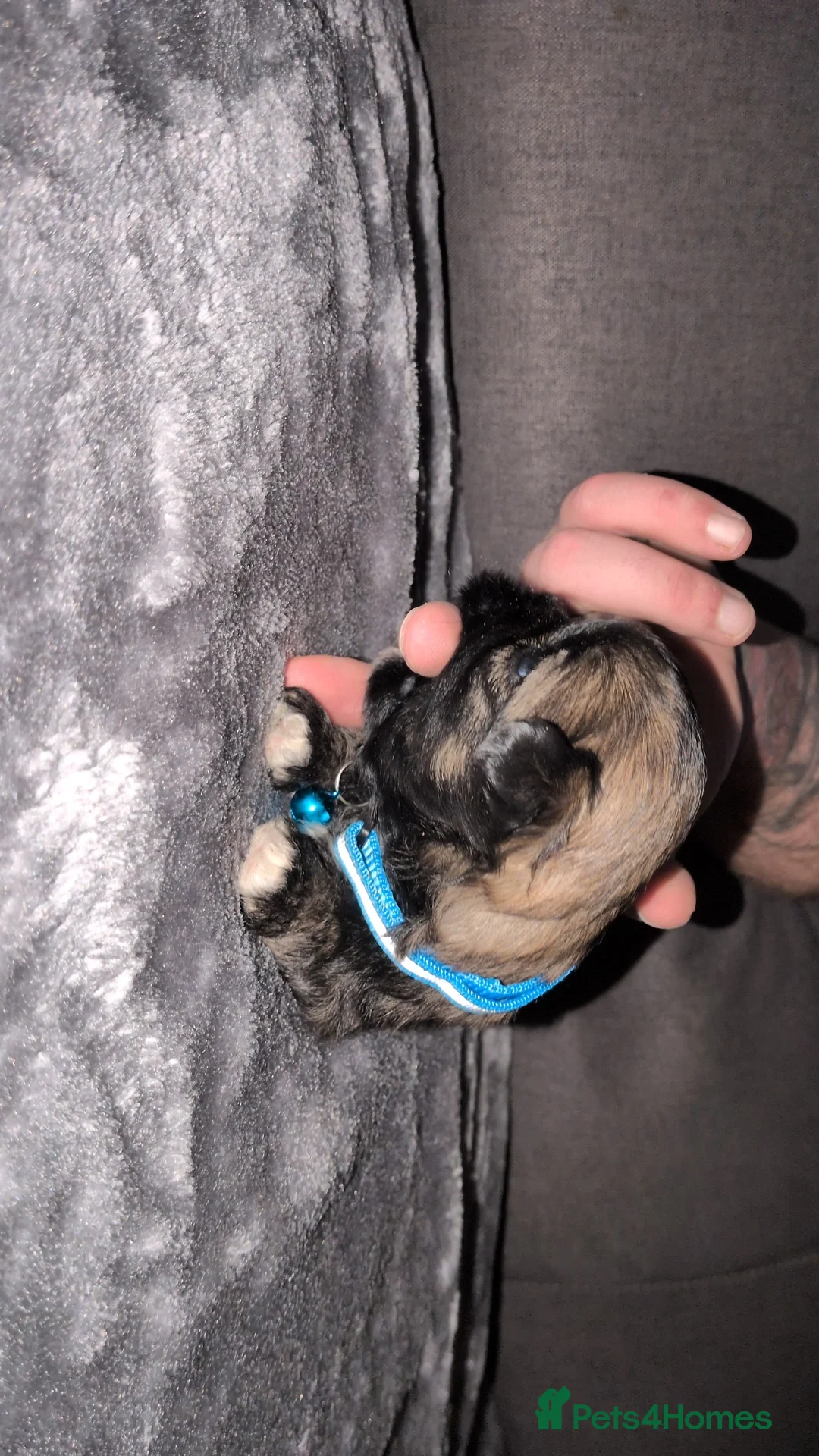 Lhasa Apso dogs for sale: 4 Beautiful beautiful Lhasa Apso Babies For Sale  - Advert 5