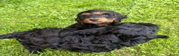Cockapoo dogs for sale: 5 beautiful cockapoos ready now  in Stafford - Advert 16
