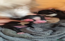Tibetan Terrier dogs for sale: KC Tibetan Terrier Puppy  - Image 7
