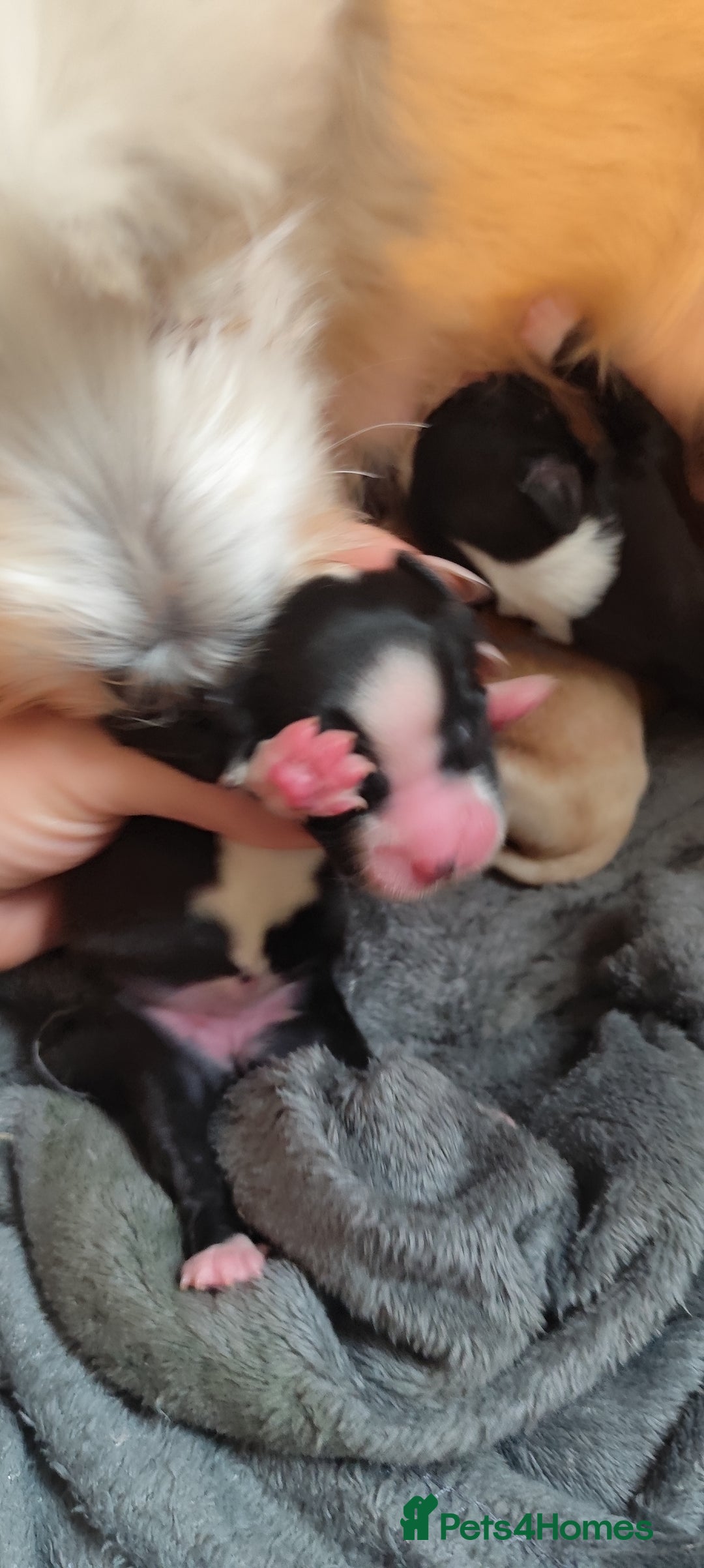 Tibetan Terrier dogs for sale: KC Tibetan Terrier Puppy  - Image 7