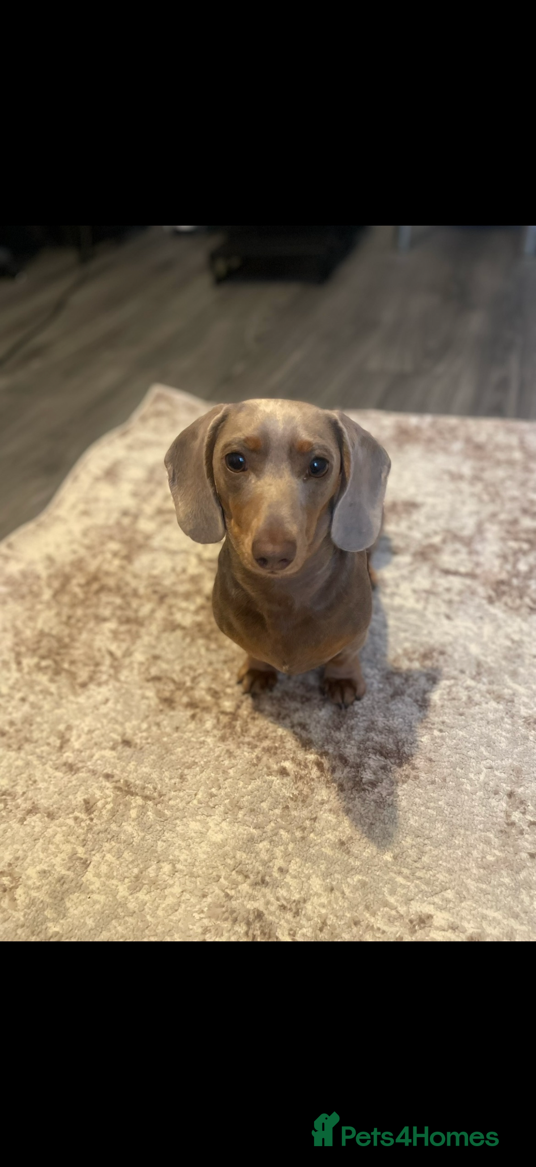 Miniature Dachshund dogs for sale: 🐾 Miniature Dachshund Puppies KC Registered  - Advert 2