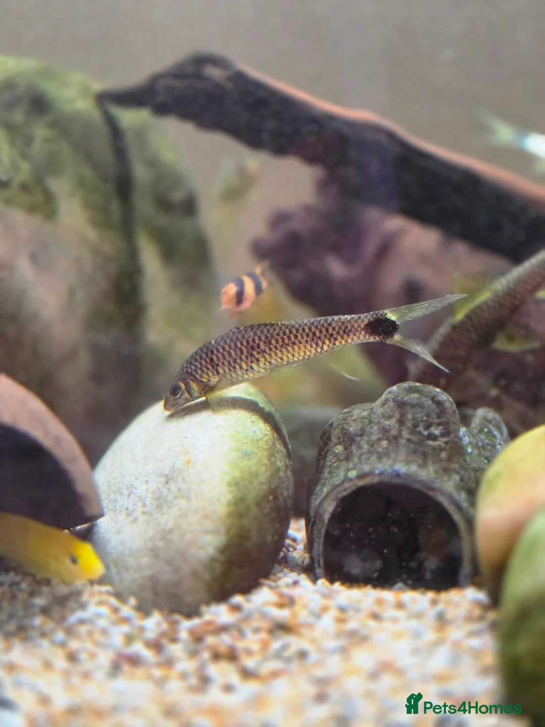 Other/Mixed Breed fish for sale: Siemese Flying Fox and Fish Net Flying Fox - Advert 2
