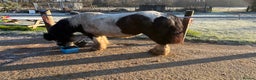 Irish Cob horses for sale: Duchess  - Advert 3