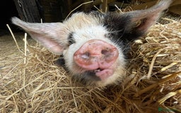 Pig livestock for sale: Three little pigs, Iron Age & Kune - Image 2
