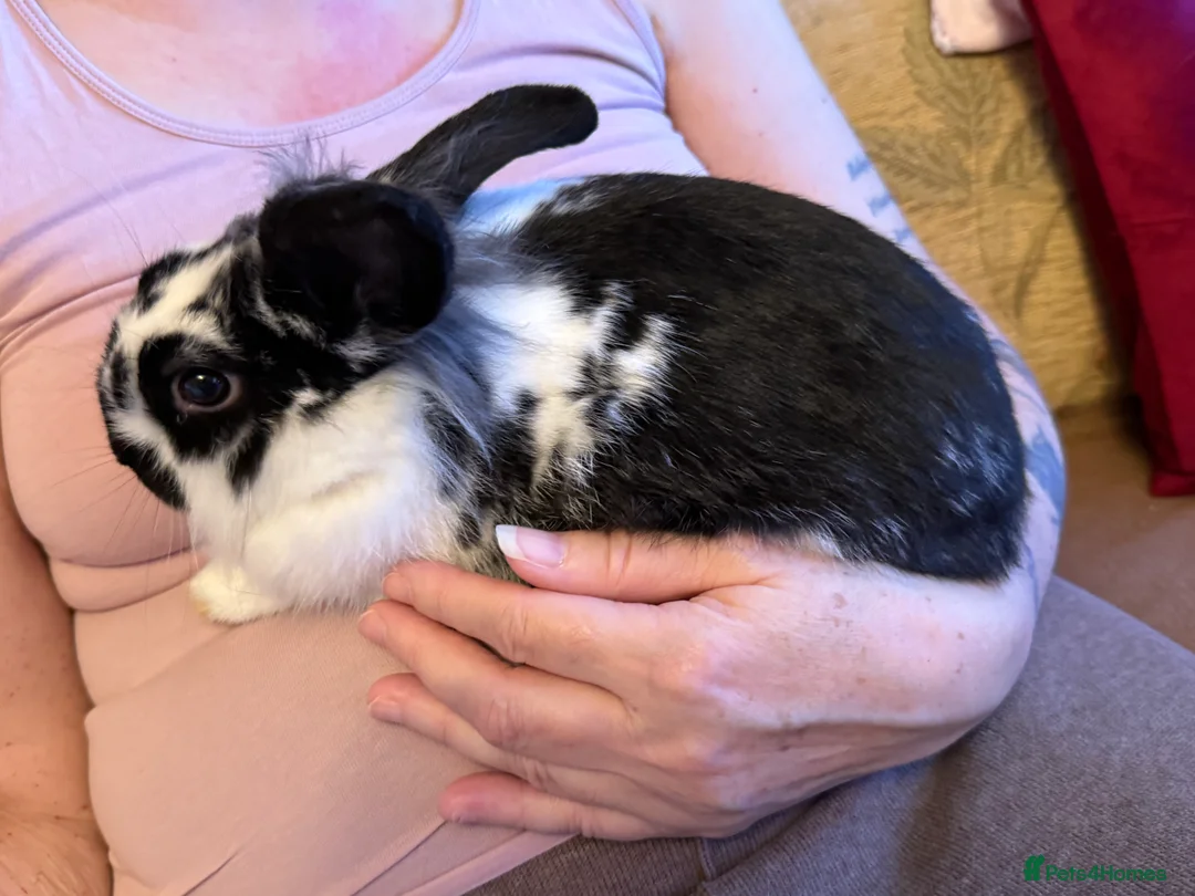 Mixed Breed rabbits for sale: Looking for forever Home  - Advert 2