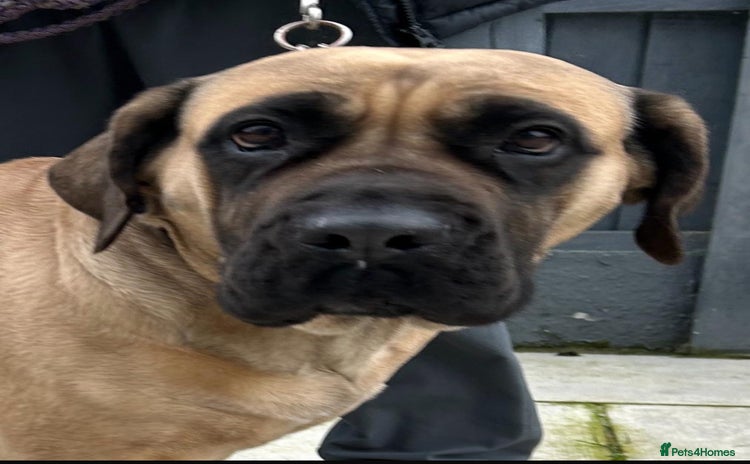 Boerboel dogs - Advert 1