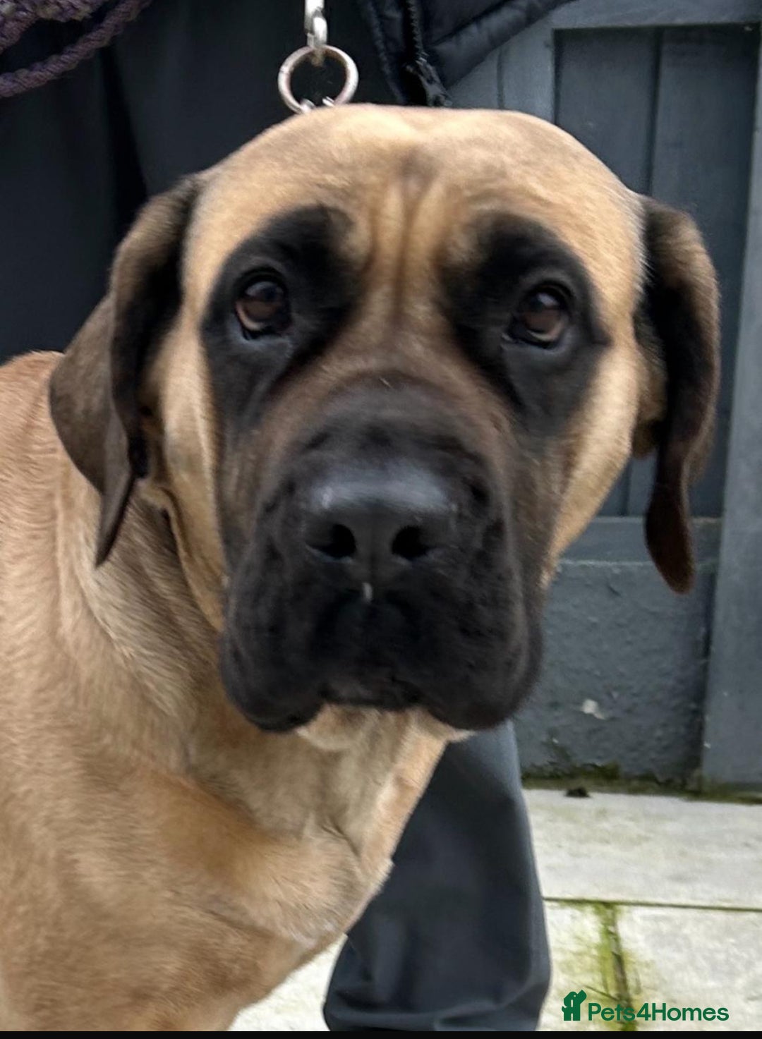 Boerboel dogs for sale: Boerboel not a Pet  - Image 1
