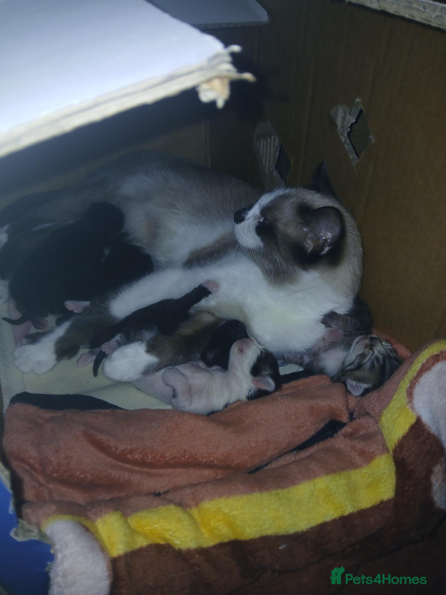 Mixed Breed cats 5 little kittens looking for their forever home  - Advert 1