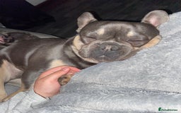 French Bulldog dogs for sale: Rocky looking for forever home. - Image 9