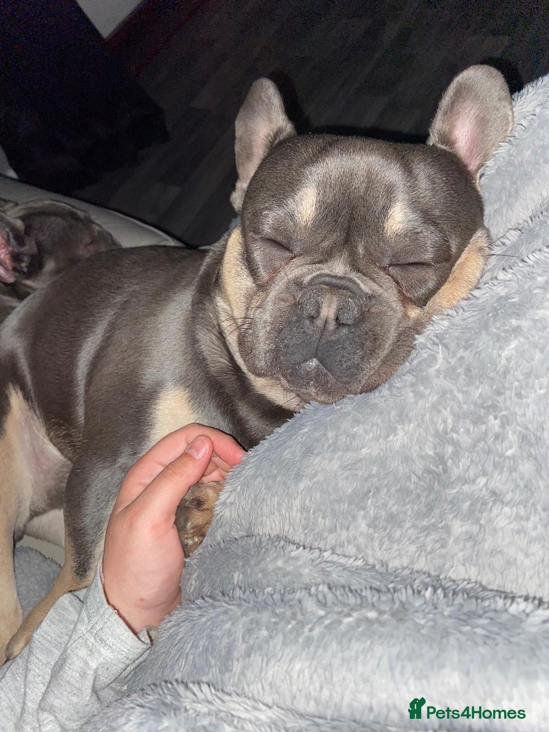 French Bulldog dogs for sale: Rocky looking for forever home. - Image 9