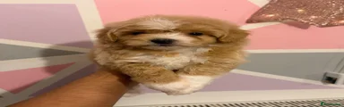 Maltipoo 1