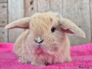 Mini Lop rabbits Mini lop babys ready to reserve - Advert 2