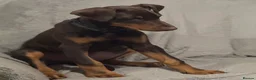 Dobermann dogs for sale: Chocolate tan Bitch 15months old - Advert 5