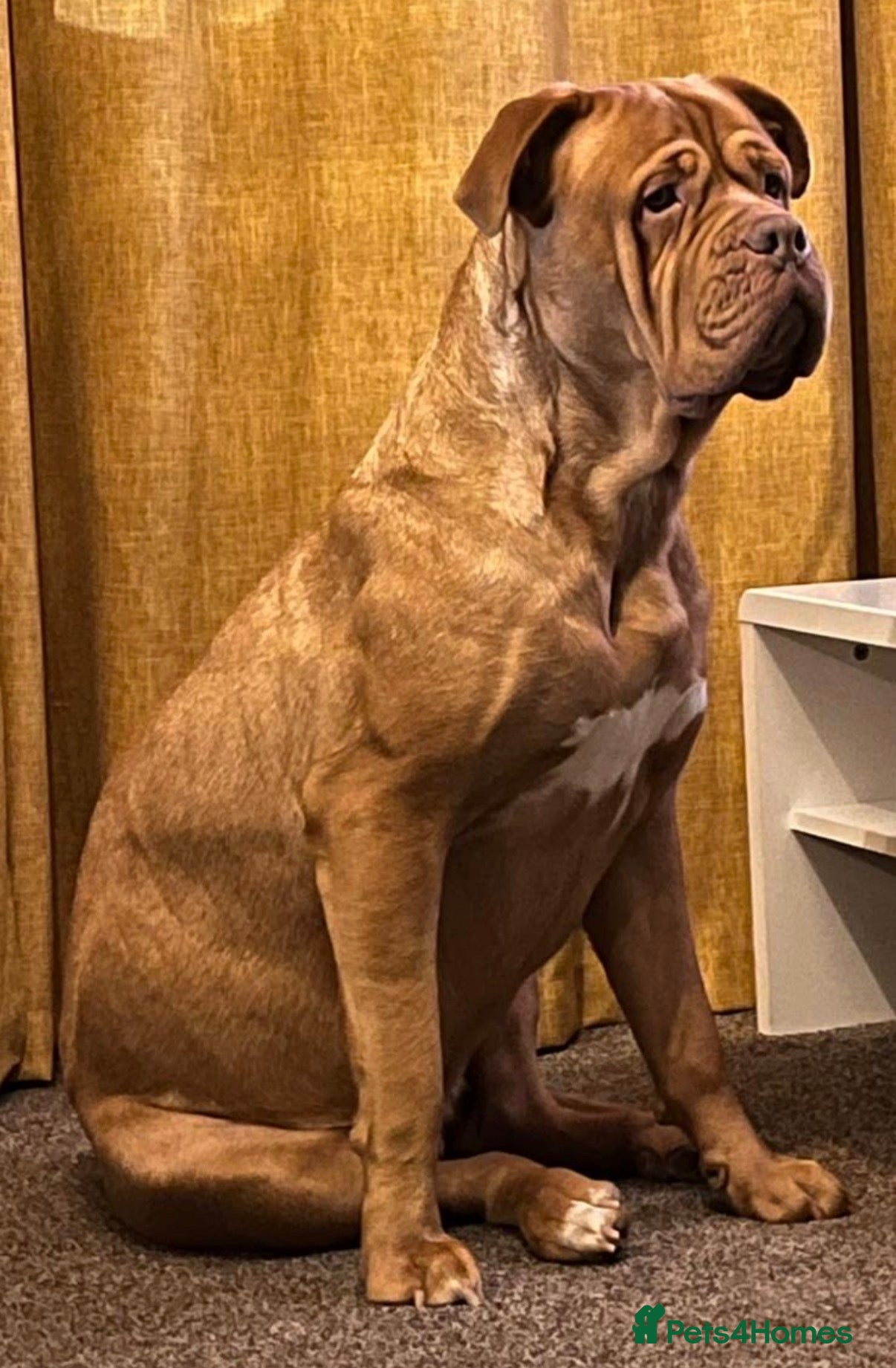 Dogue De Bordeaux dogs Dogue de bordeux puppies  - Advert 9