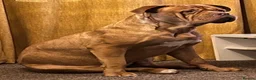 Dogue De Bordeaux dogs for sale: Dogue de bordeux puppies  in Gloucester - Advert 3