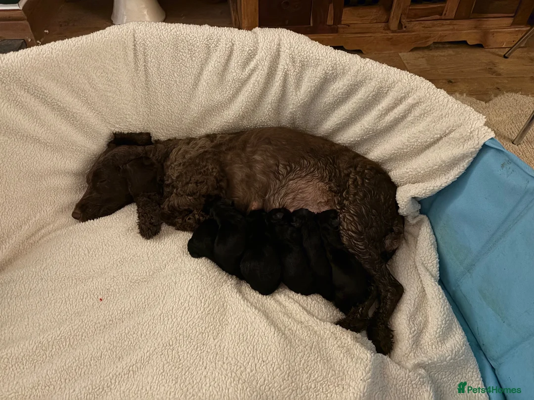 Mixed Breed dogs for sale: Beautiful cockapoo x Labrador puppies in Bridgnorth - Advert 6