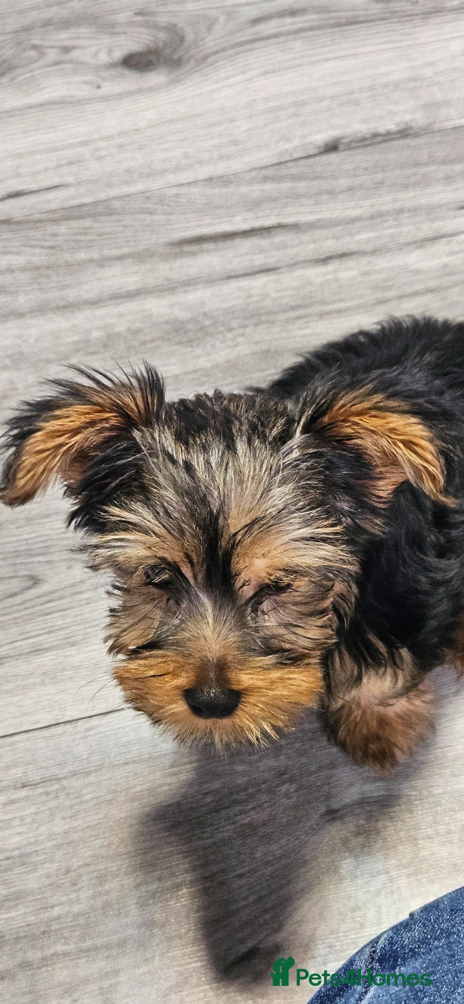 Yorkshire Terrier dogs Yorkshire terrier - Advert 1