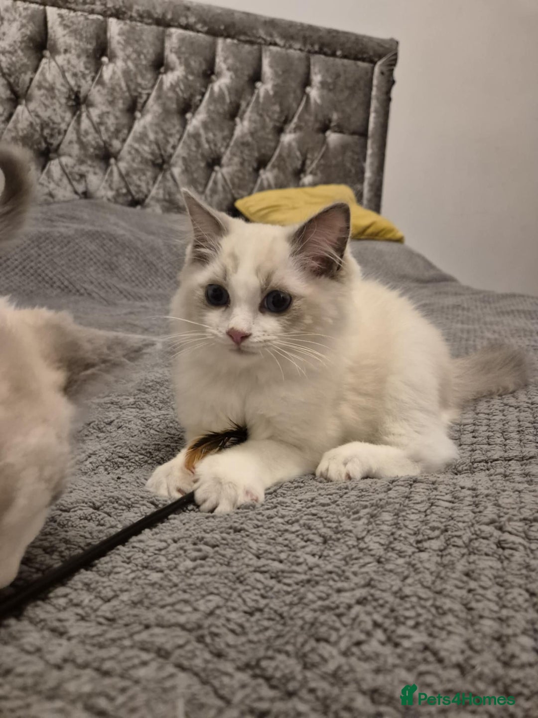 Ragdoll cats for sale: 1 Male Tica Registered Available. Ready Now - Advert 13