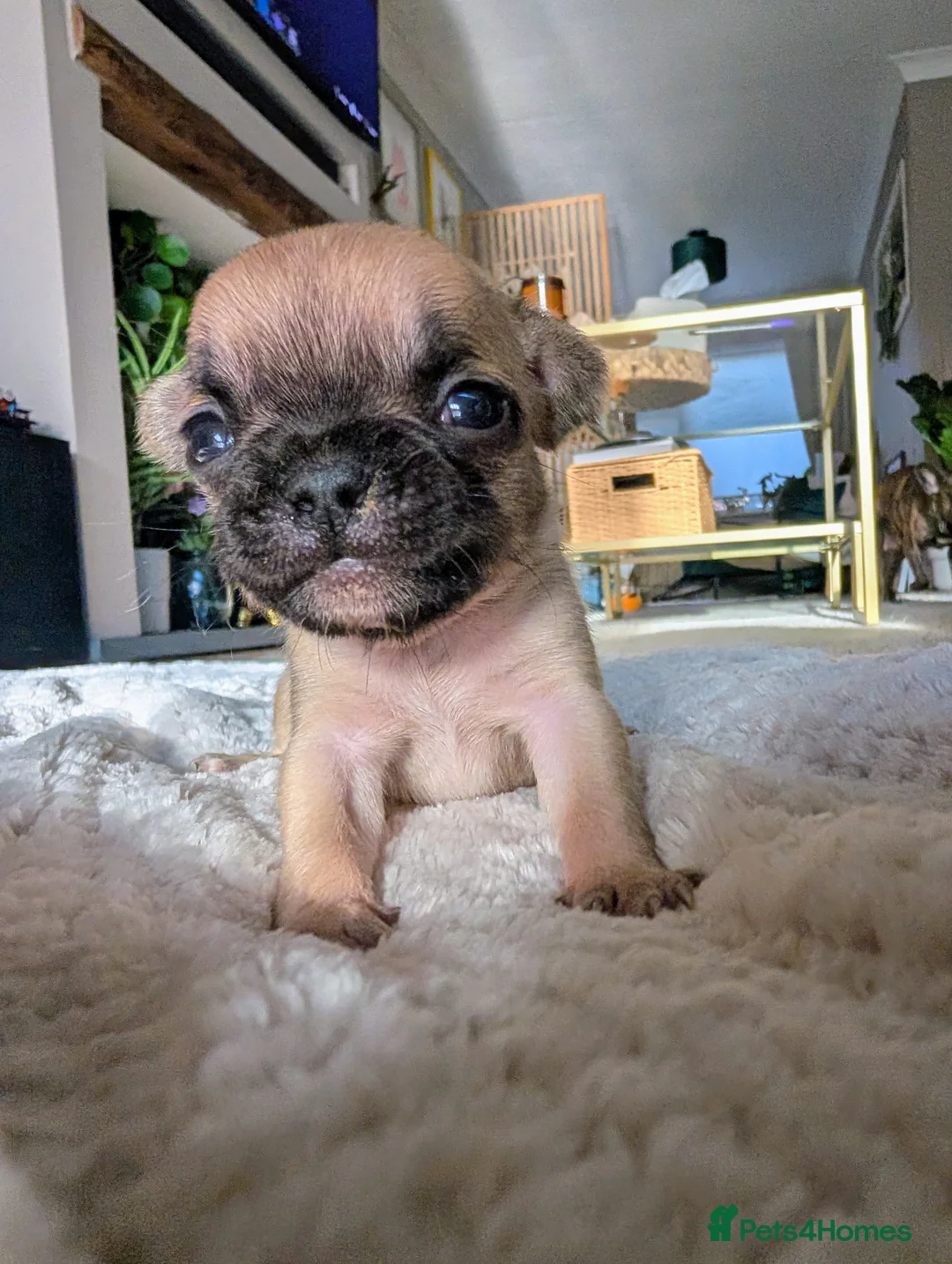 French Bulldog dogs for sale: *last one*Mixed (75%) French Bulldog Frenchie - Advert 15