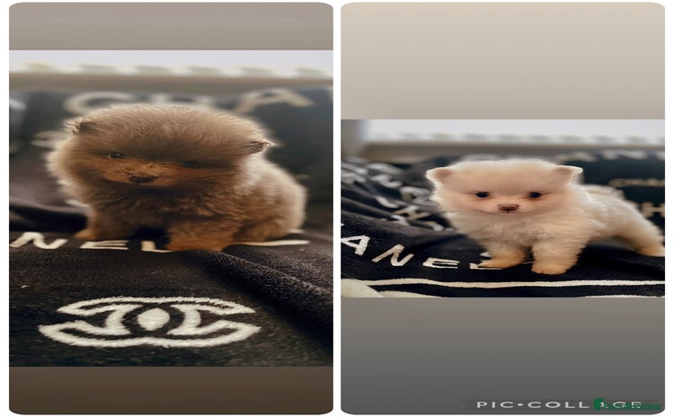 Pomeranian dogs - Advert 5
