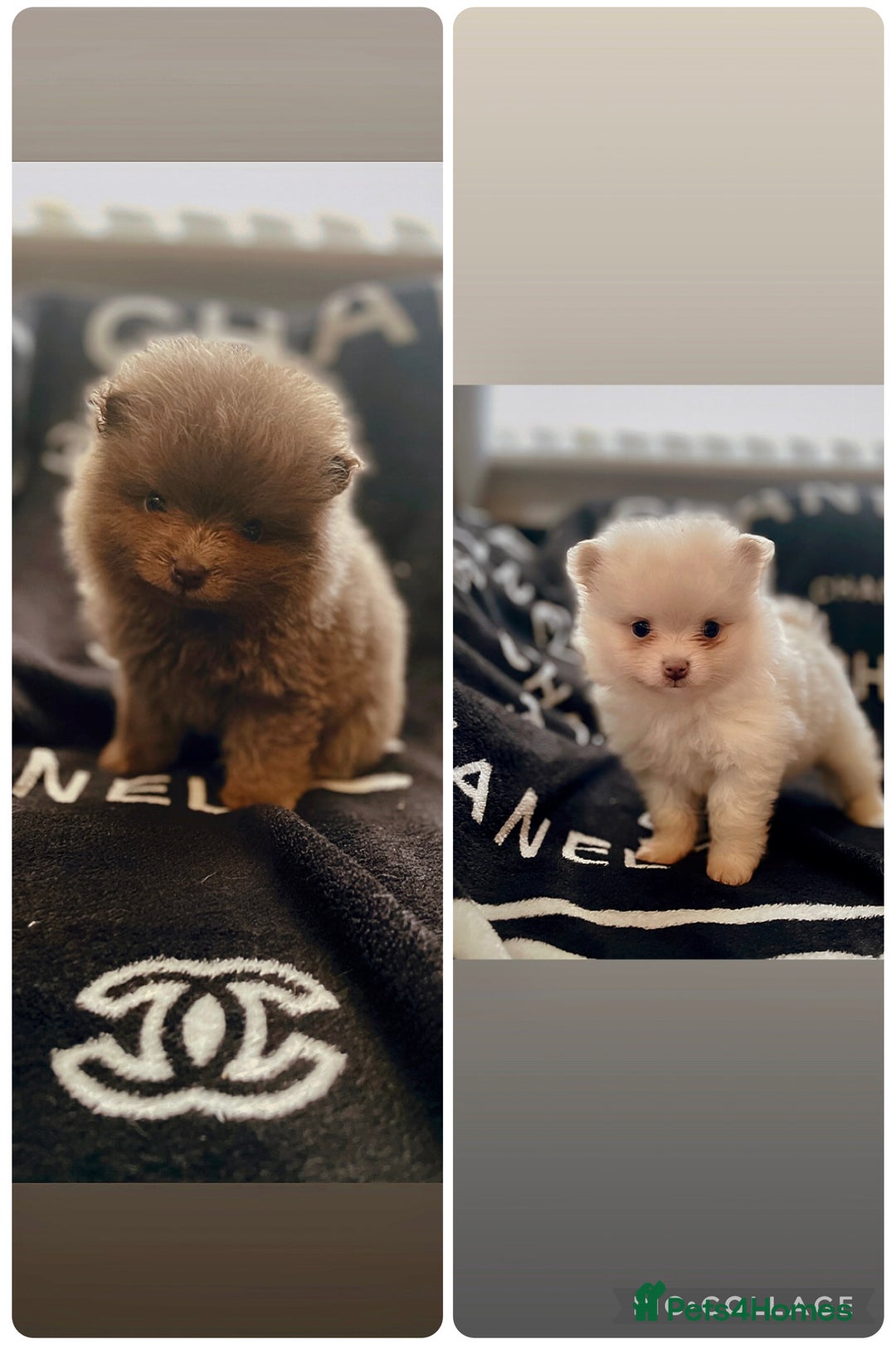 Pomeranian dogs for sale: KC Pomeranian pups - Image 1
