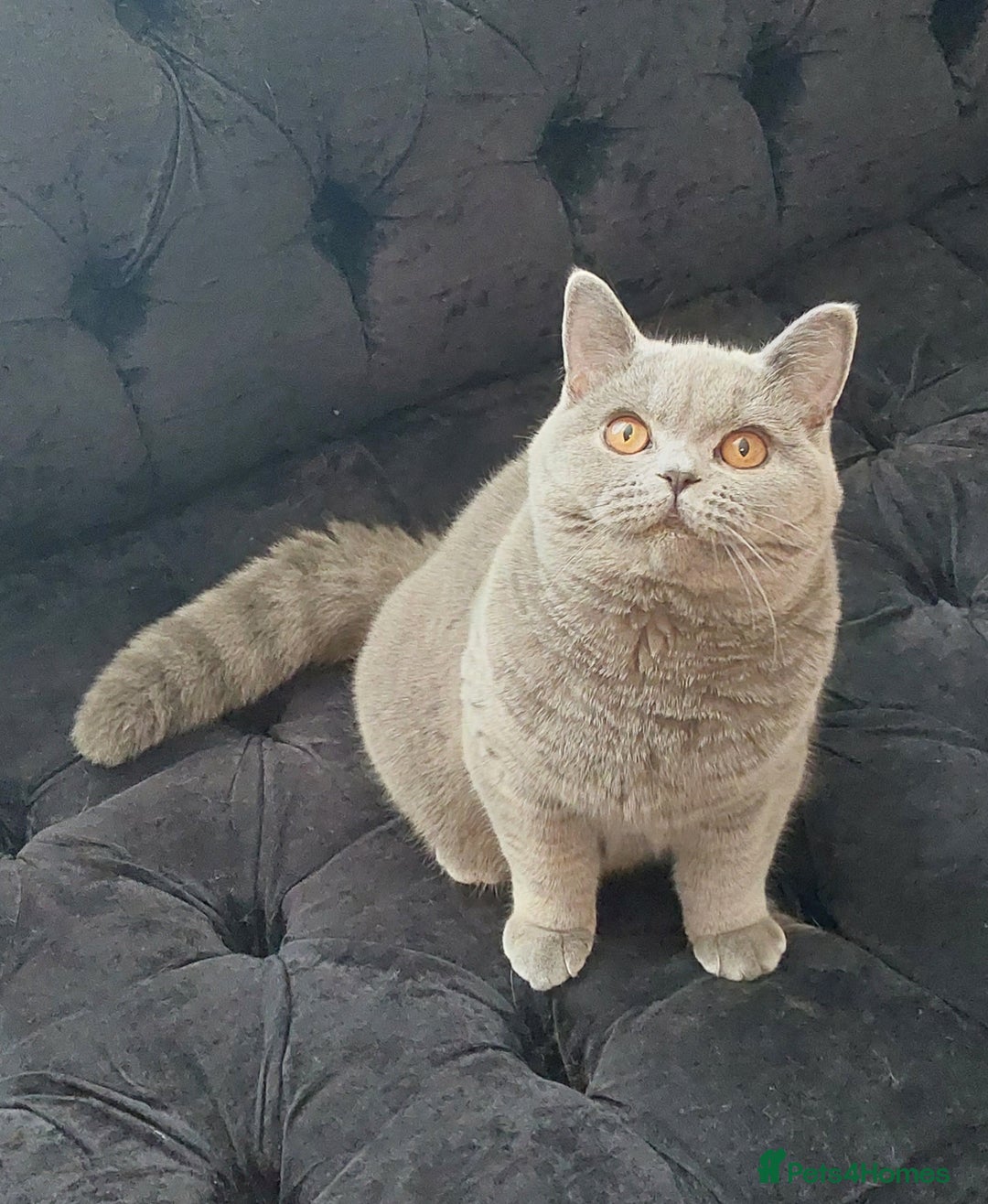 British Shorthair cats for sale: ‼️PRESTIGIOUS‼️🏆CH SIRED FEMAL - Advert 7