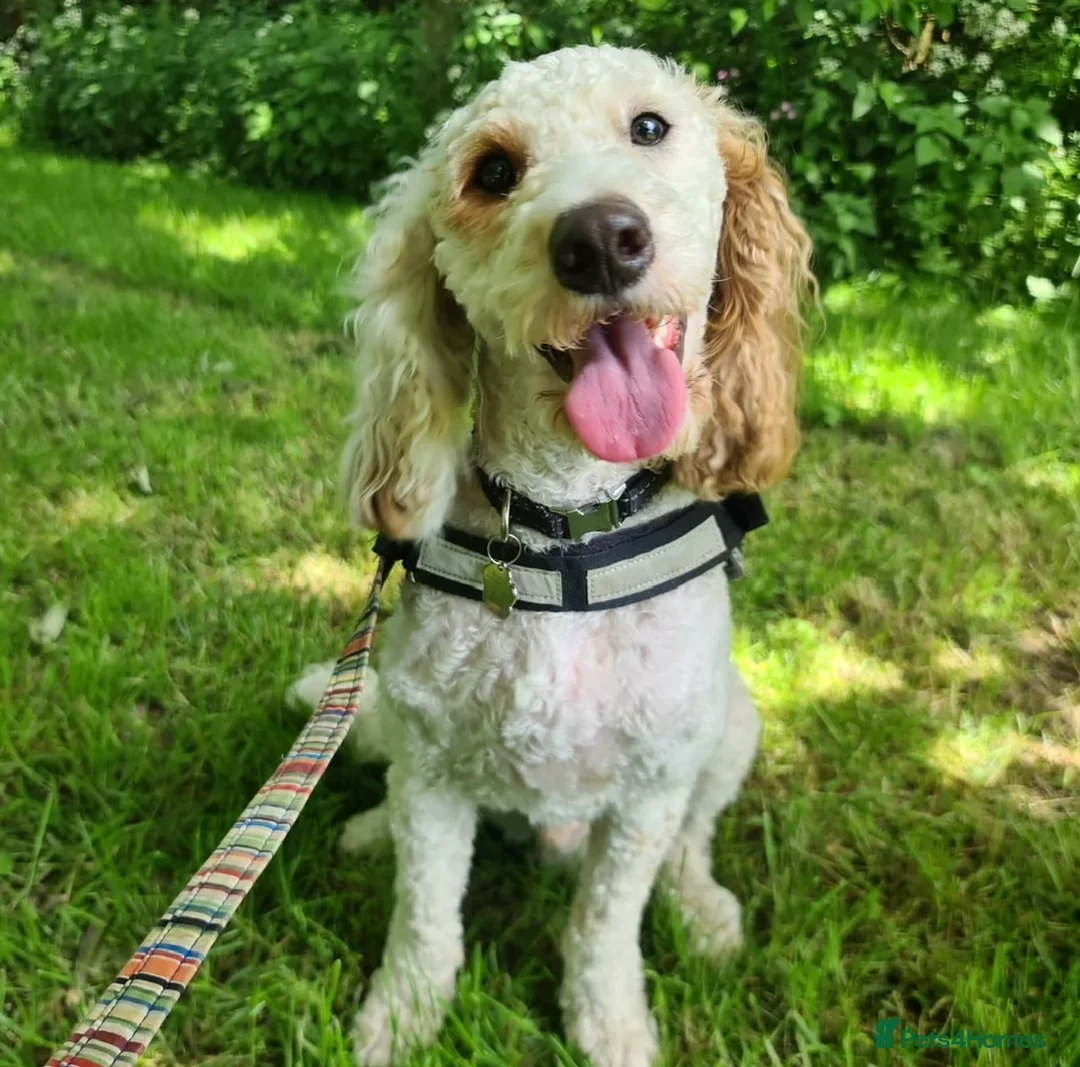 Cavapoo dogs for stud: Extensively health tested Cavapoo stud proven in Ilkeston - Advert 8