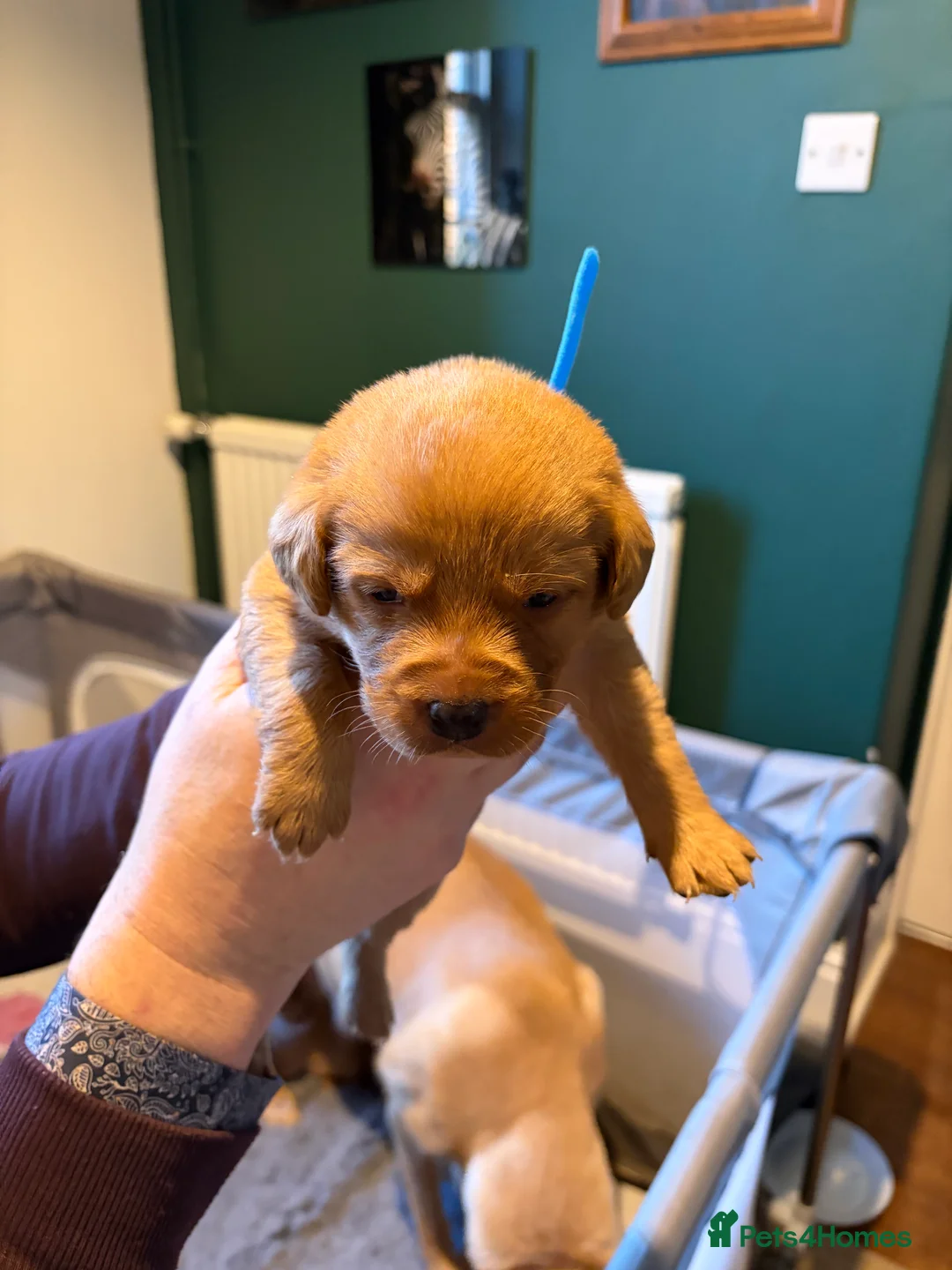 Labrador Retriever dogs for sale: Labrador  in Dorchester - Advert 15