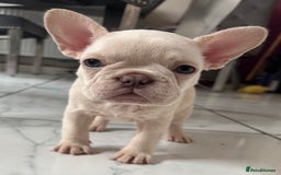 French Bulldog dogs for sale: French bulldog puppies REDUCED! - Image 2