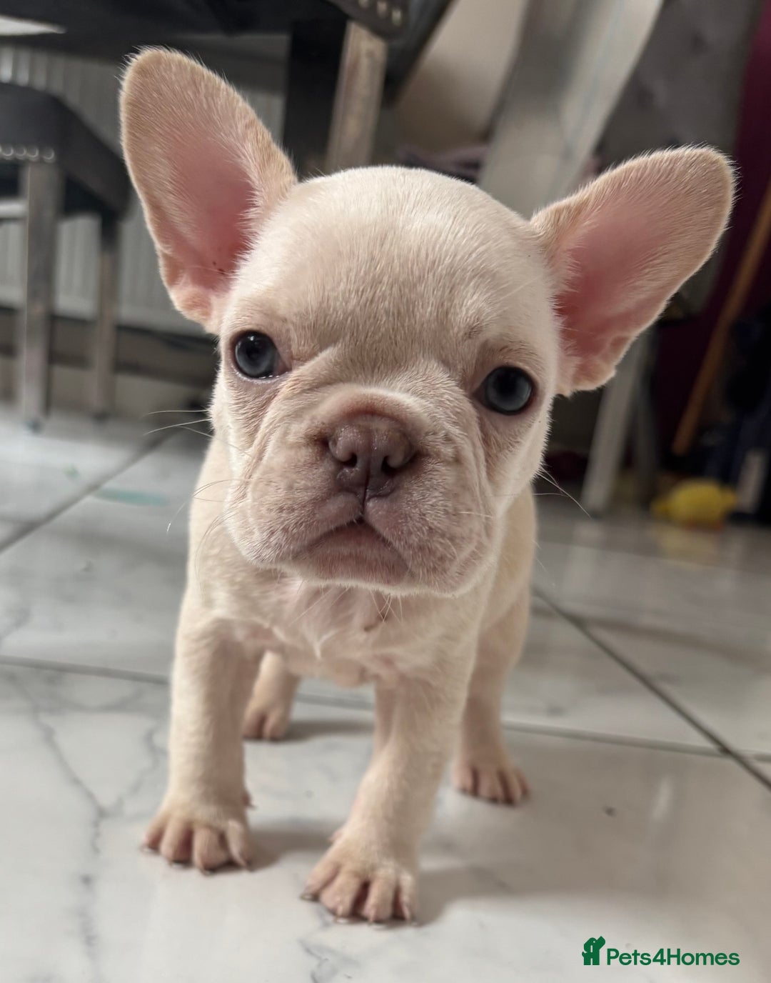 French Bulldog dogs for sale: French bulldog puppies REDUCED! - Image 2
